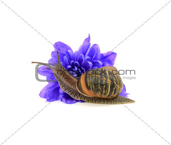 Garden pest, the snail, eats a blue chrysanthemum flower