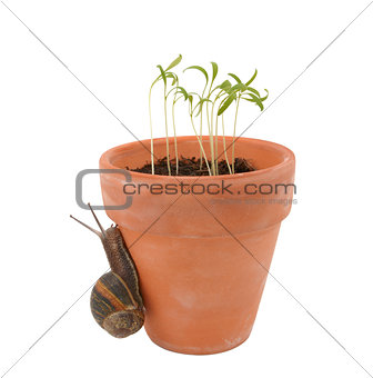 Snail crawls up a flowerpot towards tender seedlings