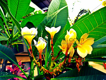 Tropical Flowers (Frangipani)