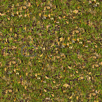 Dry Leaves on Green Grass. Seamless Texture.