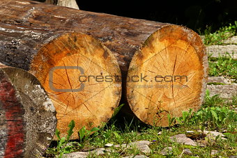 felled tree trunks