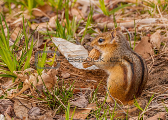 Chipmunk