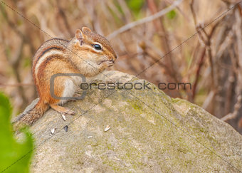 Chipmunk