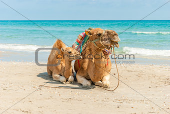 Two Camels Sitting on the Beach