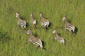 Hartmanns Mountain Zebras