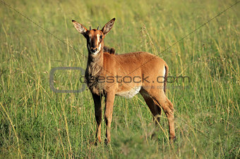 Sable antelope calf