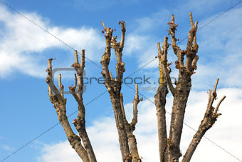 Pruned Tree on a Blue Sky
