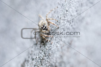 Spider in wall nature background