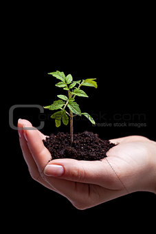 Young tomato seedling in woman palm