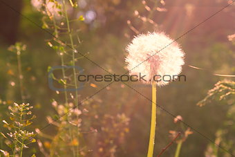 Vintage background with dandelion