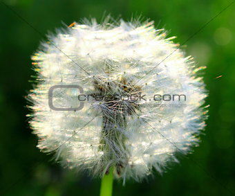 Beautiful summer dandelion on a green background closeup