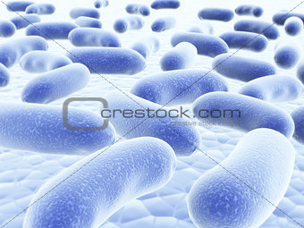 Colony of bacteria