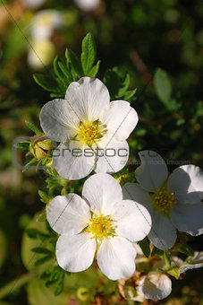 Bright two white flowers