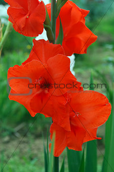 Bright red gladiolus