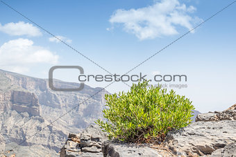 Green bush Jebel Shams