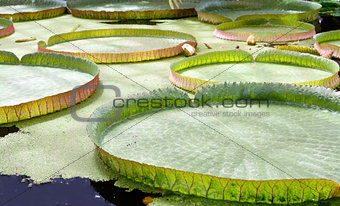 floating on the water lily