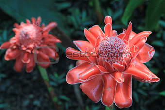 Tropical flower Torch Ginger
