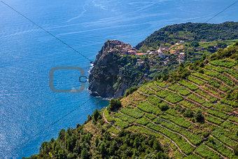 Terraced vineyards and Mediterranean sea in Italy.
