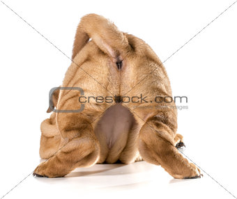 female dog bum