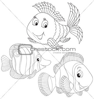 Coral fishes