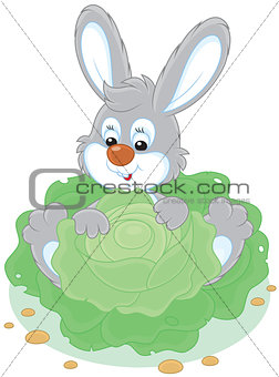 Bunny with a cabbage