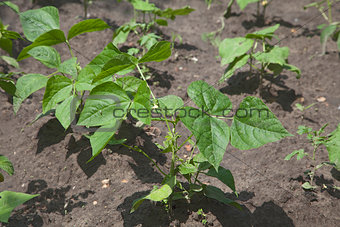 Sprouts of kidney beans