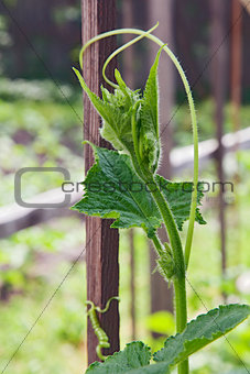 Cucumber sprout