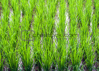 Fresh paddy fields