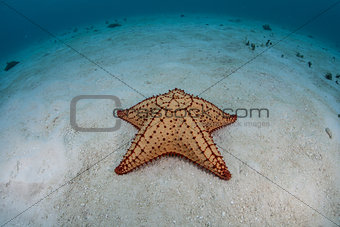Sea Star on Sand