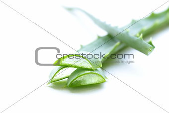 Fresh green leaves of aloe vera plant