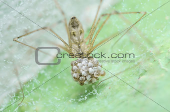 Spider and eggs in green nature background