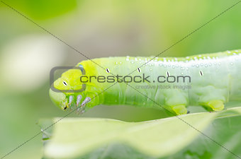 Green worm and leaf