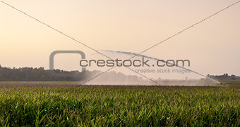 irrigation on corn field
