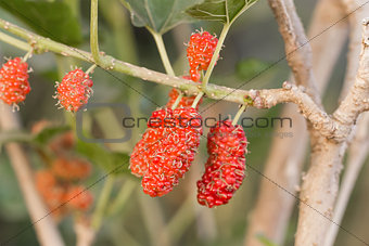 Mulberry on tree is Berry fruit in nature