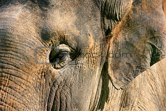 Elephant eye close-up
