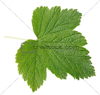 Currant leaf