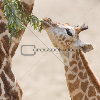 Young giraffe eating