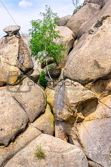 tree among the rocks