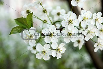 white flowers on cherry branches