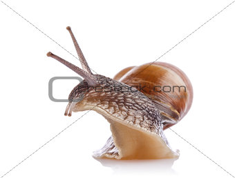 jpg2014052213552260002 garden snail (Helix aspersa)