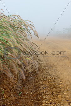 Grass flower,dew and trail under the mist in winter of Thailand