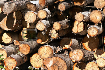 round birch wood