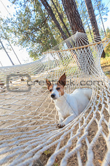 Jack Russell Terrier Relaxing in a Hammock
