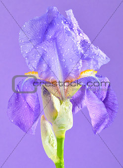 violet gladiola