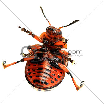 comic colorado beetle