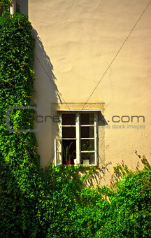 window on wall with ivy