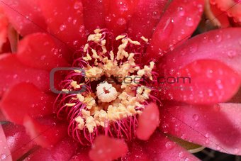 Beautiful gymnocalycium cactus flower macro