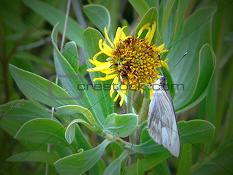 White Butterfly on Yellow Plant