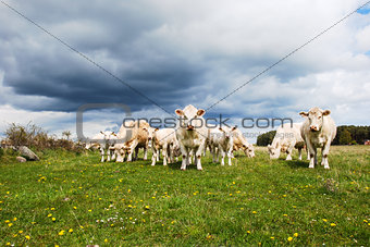 Cattle with calves at a green field