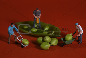 Construction Workers in Conceptual Food Imagery With Snap Peas